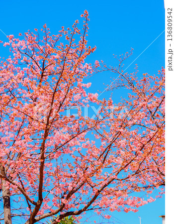 青空に映える河津桜 136809542