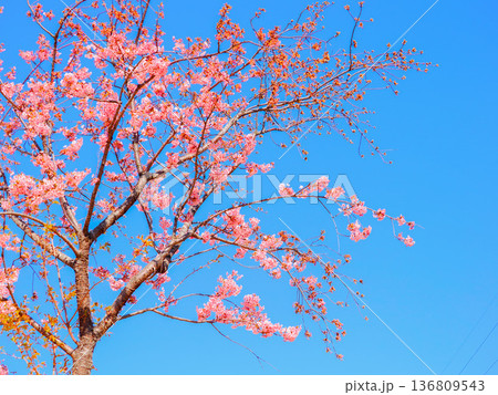 青空に映える満開の桜 136809543