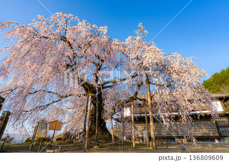 【桜素材】朝日を浴びる麻績の里の舞台桜【長野県】 【桜素材】朝日を浴びる麻績の里の舞台桜【長野県】 136809609