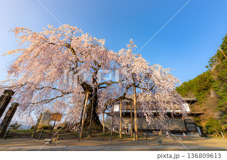 【桜素材】朝日を浴びる麻績の里の舞台桜【長野県】 【桜素材】朝日を浴びる麻績の里の舞台桜【長野県】 136809613