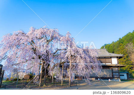 【桜素材】朝日を浴びる麻績の里の舞台桜【長野県】 【桜素材】朝日を浴びる麻績の里の舞台桜【長野県】 136809620