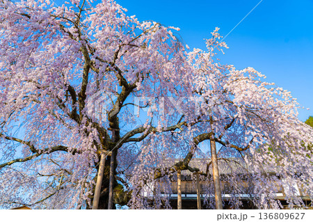【桜素材】朝日を浴びる麻績の里の舞台桜【長野県】 136809627
