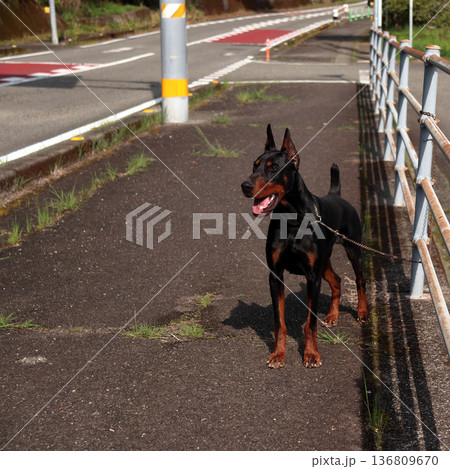 ドーベルマン・ピンシャー、ドーベルマン・ピンシェル 136809670