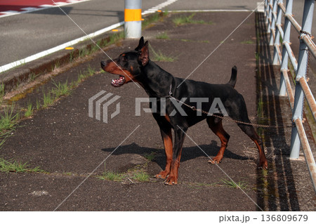 ドーベルマン・ピンシャー、ドーベルマン・ピンシェル 136809679