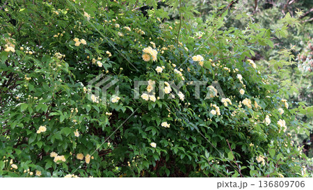 モッコウバラ 黄 136809706