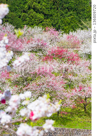花桃(阿智村・花桃の里にて) 花桃(阿智村・花桃の里にて) 136809720
