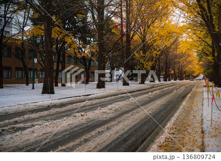北海道　北海道大学のいちょう並木【初雪と紅葉の道路】 136809724