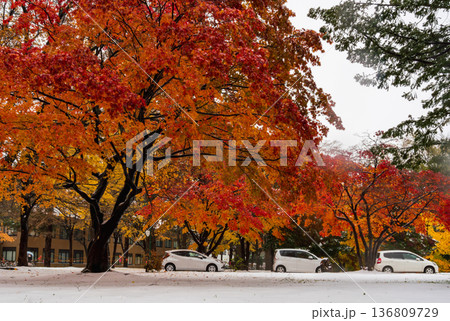 北海道 北海道大学のいちょう並木【初雪と赤い紅葉】 北海道 北海道大学のいちょう並木【初雪と赤い紅葉】 136809729