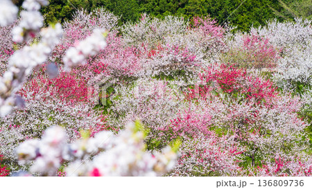 花桃（阿智村・花桃の里にて） 136809736