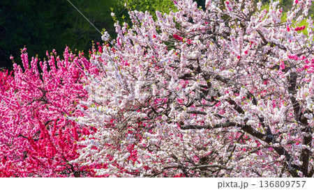 花桃（阿智村・花桃の里にて） 136809757