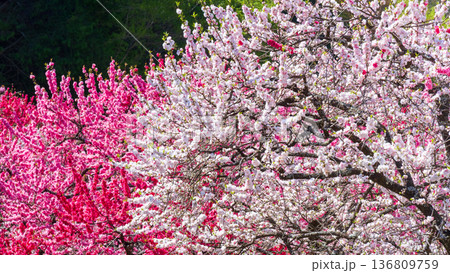 花桃（阿智村・花桃の里にて） 136809759