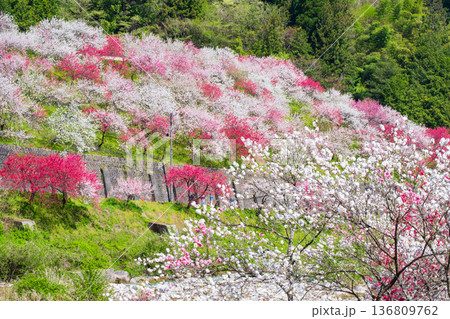 花桃（阿智村・花桃の里にて） 136809762