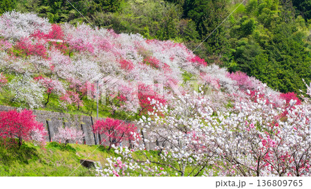 花桃（阿智村・花桃の里にて） 136809765