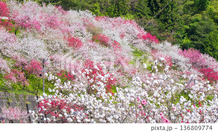 花桃（阿智村・花桃の里にて） 136809774