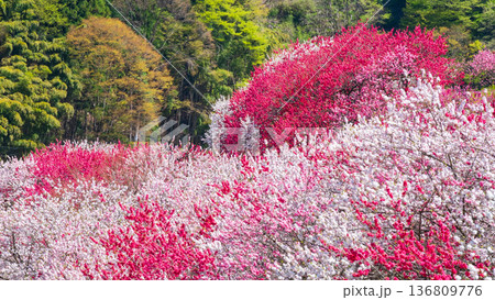 花桃（阿智村・花桃の里にて） 136809776