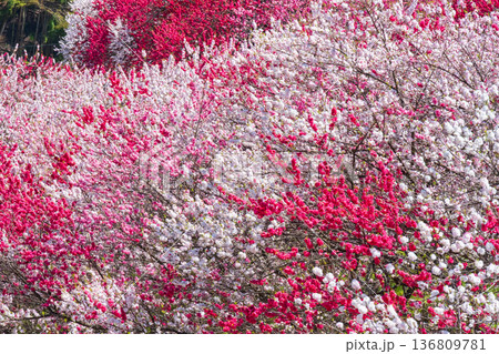 花桃（阿智村・花桃の里にて） 136809781