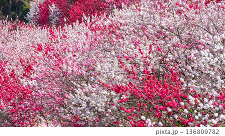 花桃（阿智村・花桃の里にて） 136809782