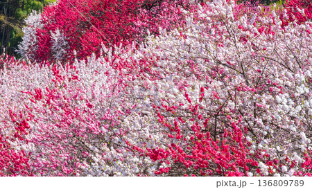 花桃（阿智村・花桃の里にて） 136809789