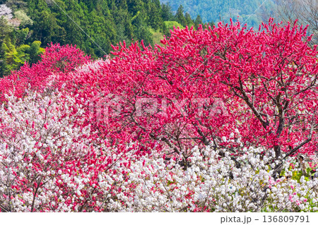 花桃（阿智村・花桃の里にて） 136809791