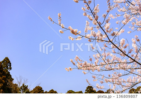 春の仙台市内を歩く 136809807