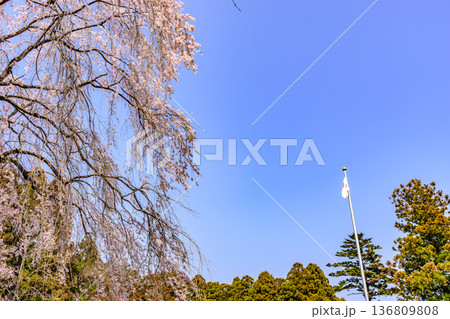 春の仙台市内を歩く 136809808