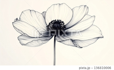 繊細なペン画で描かれたアネモネの一輪挿しイラスト。高級感のあるボタニカルな線画、モノクロ背景素材 136810006