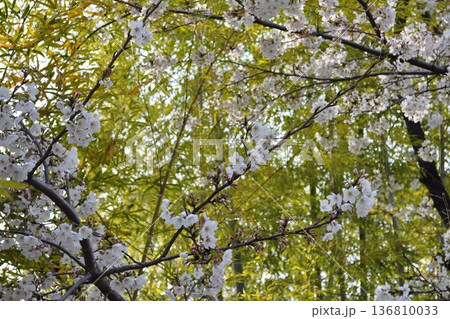 桜の花と竹林の春景色 桜の花と竹林の春景色 136810033
