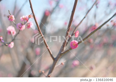 八重寒紅 紅梅 うめ 花 赤色 ピンク色 春 2月 136810046