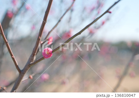 八重寒紅 紅梅 うめ 花 赤色 ピンク色 春 2月 136810047