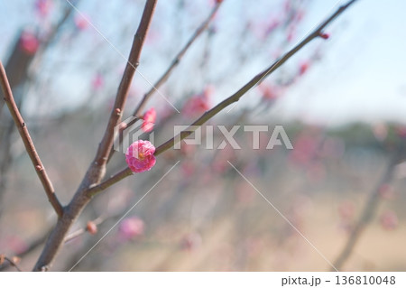 八重寒紅 紅梅 うめ 花 赤色 ピンク色 春 2月 136810048