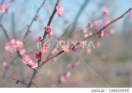 八重寒紅 紅梅 うめ 花 赤色 ピンク色 春 2月 136810049