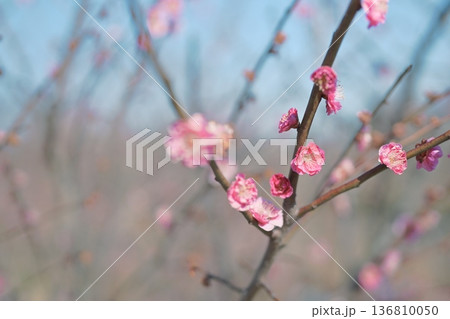八重寒紅 紅梅 うめ 花 赤色 ピンク色 春 2月 136810050
