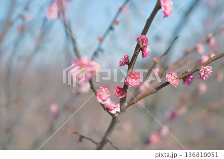 八重寒紅 紅梅 うめ 花 赤色 ピンク色 春 2月 136810051