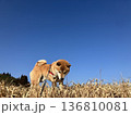 柴犬と空 136810081