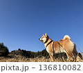柴犬と空 136810082