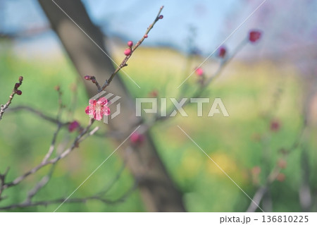 紅千鳥 紅梅 うめ 花 赤色 ピンク色 春 2月 紅千鳥 紅梅 うめ 花 赤色 ピンク色 春 2月 136810225
