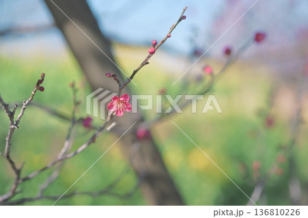 紅千鳥 紅梅 うめ 花 赤色 ピンク色 春 2月 紅千鳥 紅梅 うめ 花 赤色 ピンク色 春 2月 136810226