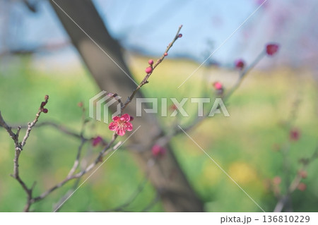 紅千鳥 紅梅 うめ 花 赤色 ピンク色 春 2月 紅千鳥 紅梅 うめ 花 赤色 ピンク色 春 2月 136810229