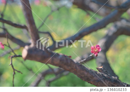 紅千鳥 紅梅 うめ 花 赤色 ピンク色 春 2月 紅千鳥 紅梅 うめ 花 赤色 ピンク色 春 2月 136810233