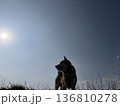 柴犬と空 136810278