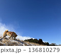 柴犬と空 136810279