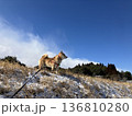 柴犬と空 136810280