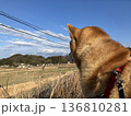 柴犬と空 136810281