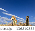 柴犬と空 136810282