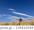 柴犬と空 136810284