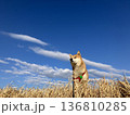 柴犬と空 136810285