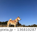 柴犬と空 136810287