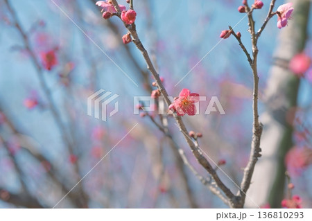 紅千鳥 紅梅 うめ 花 赤色 ピンク色 春 2月 紅千鳥 紅梅 うめ 花 赤色 ピンク色 春 2月 136810293