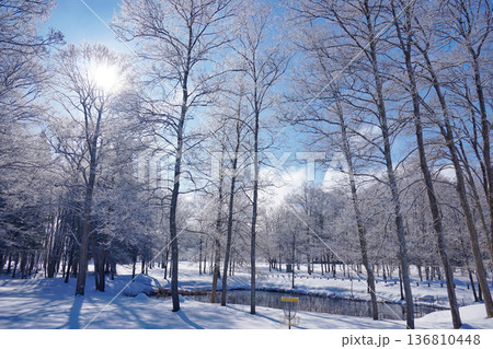 白銀の森 136810448