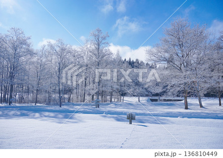 白銀の森 136810449